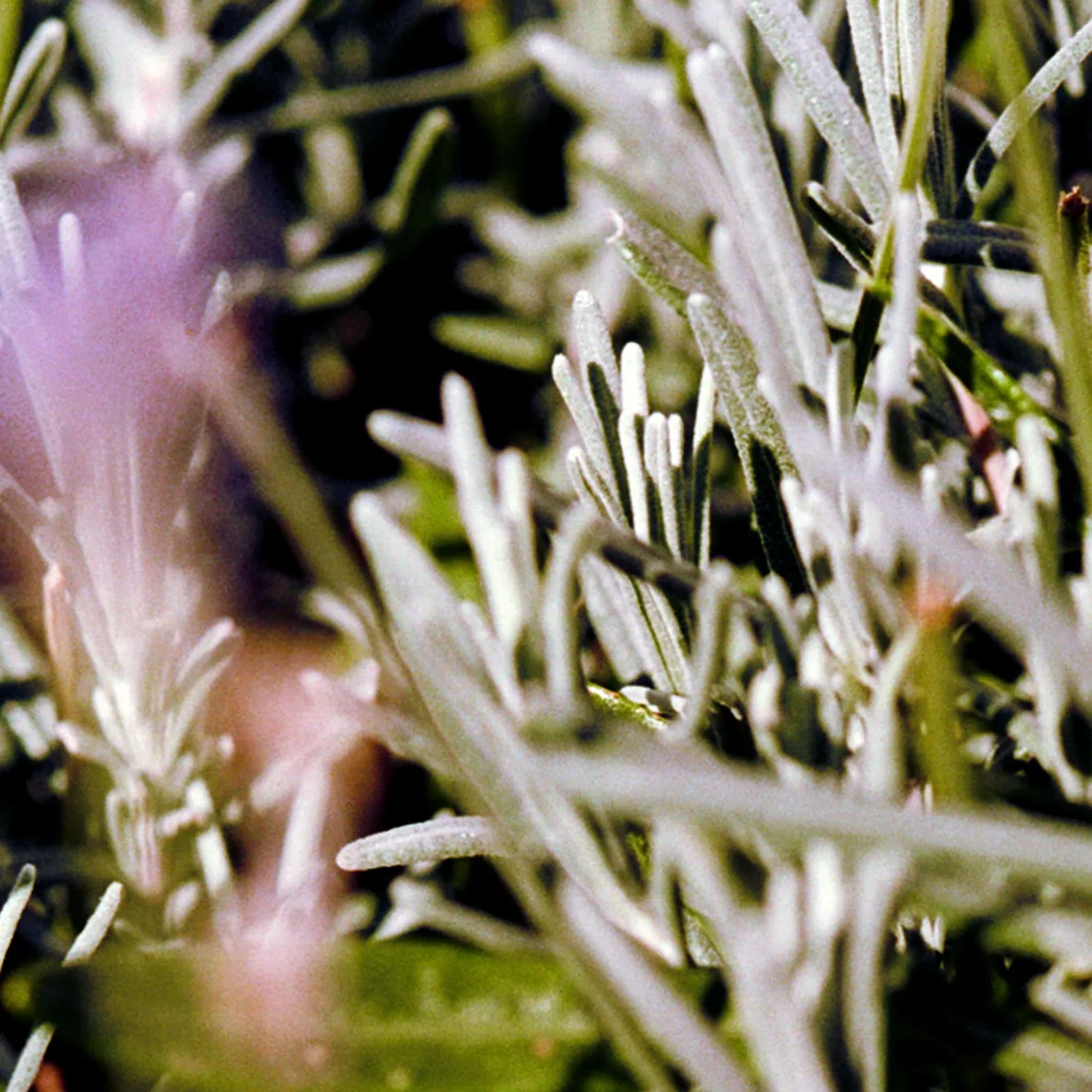 092 Hand Cream Sage/Rosemary/Lavender - L:A Bruket - Image 3