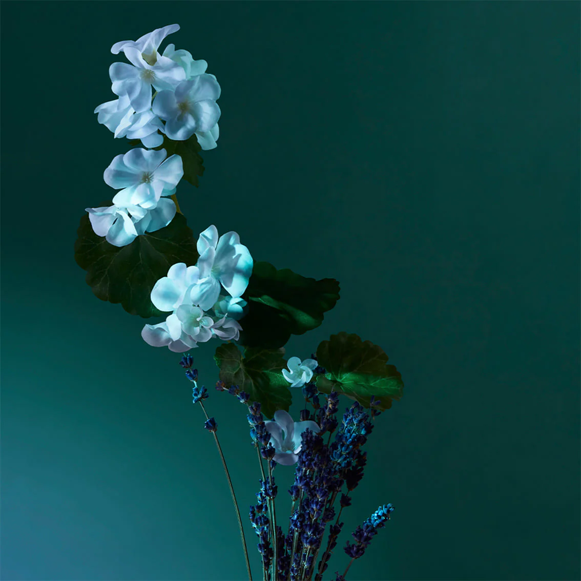 A Balm of Calm - Penhaligon's - Image 5