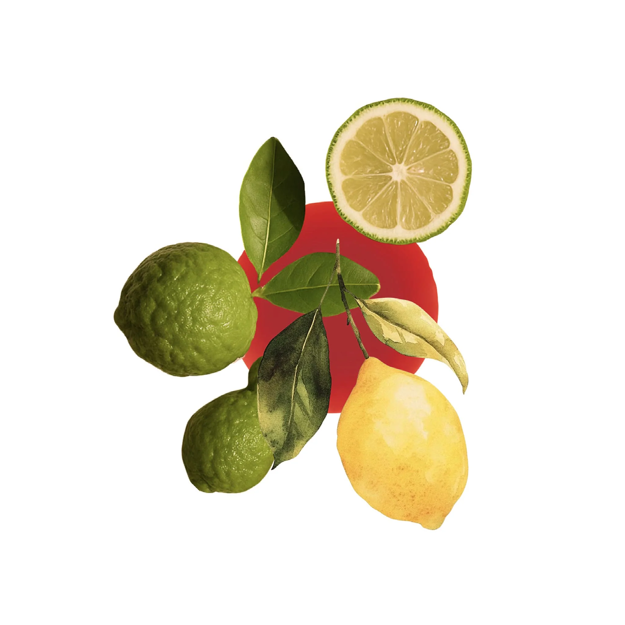 Bergamotto - The Essential Cocktail - Image 2