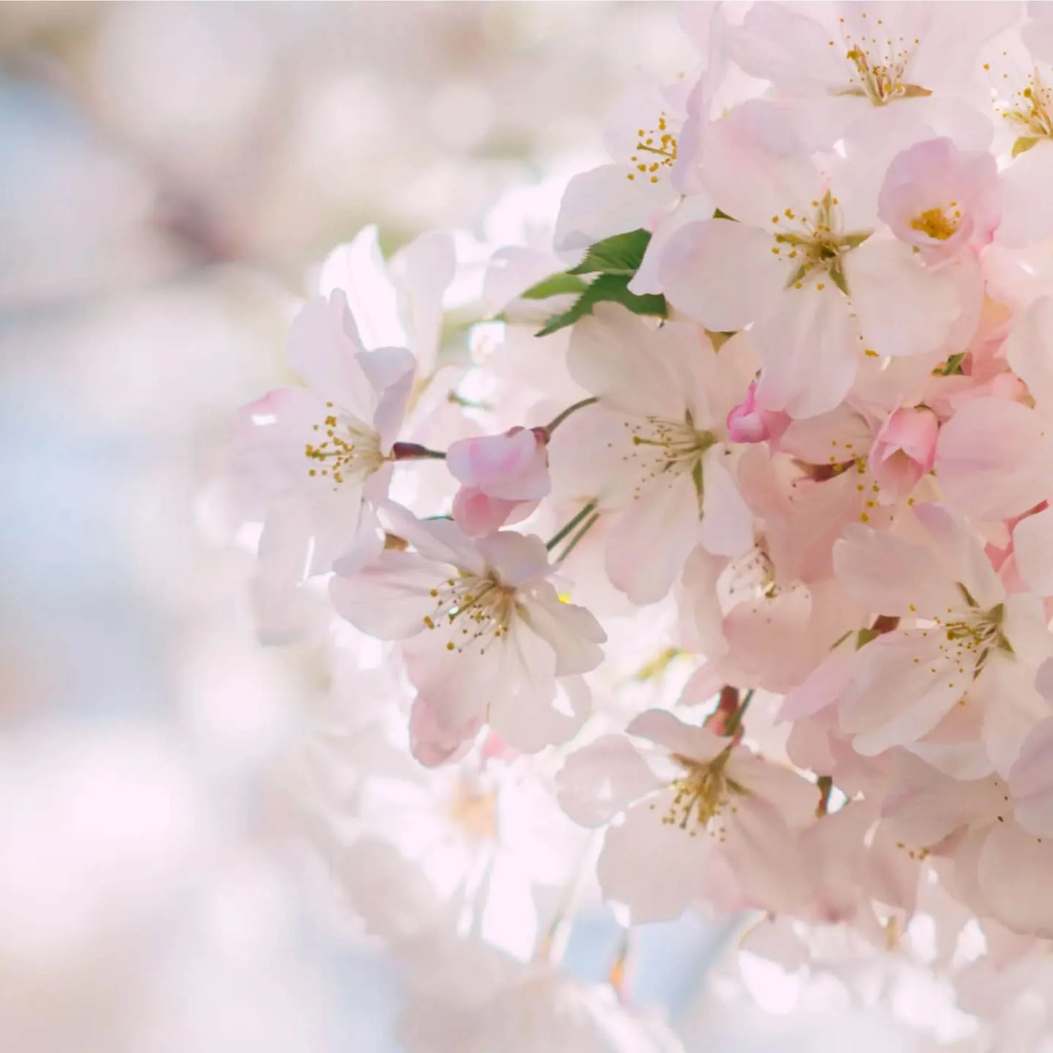 Cherry Musk - Ramon Monegal - Image 4