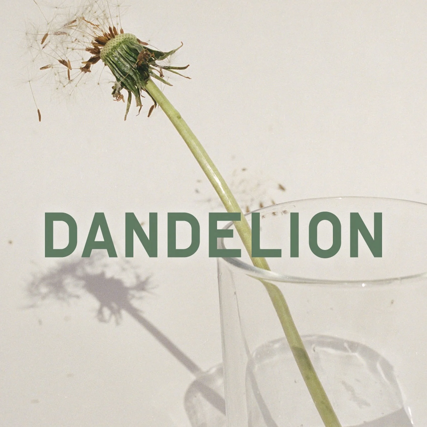 Dandelion - Perfumer H - Image 3