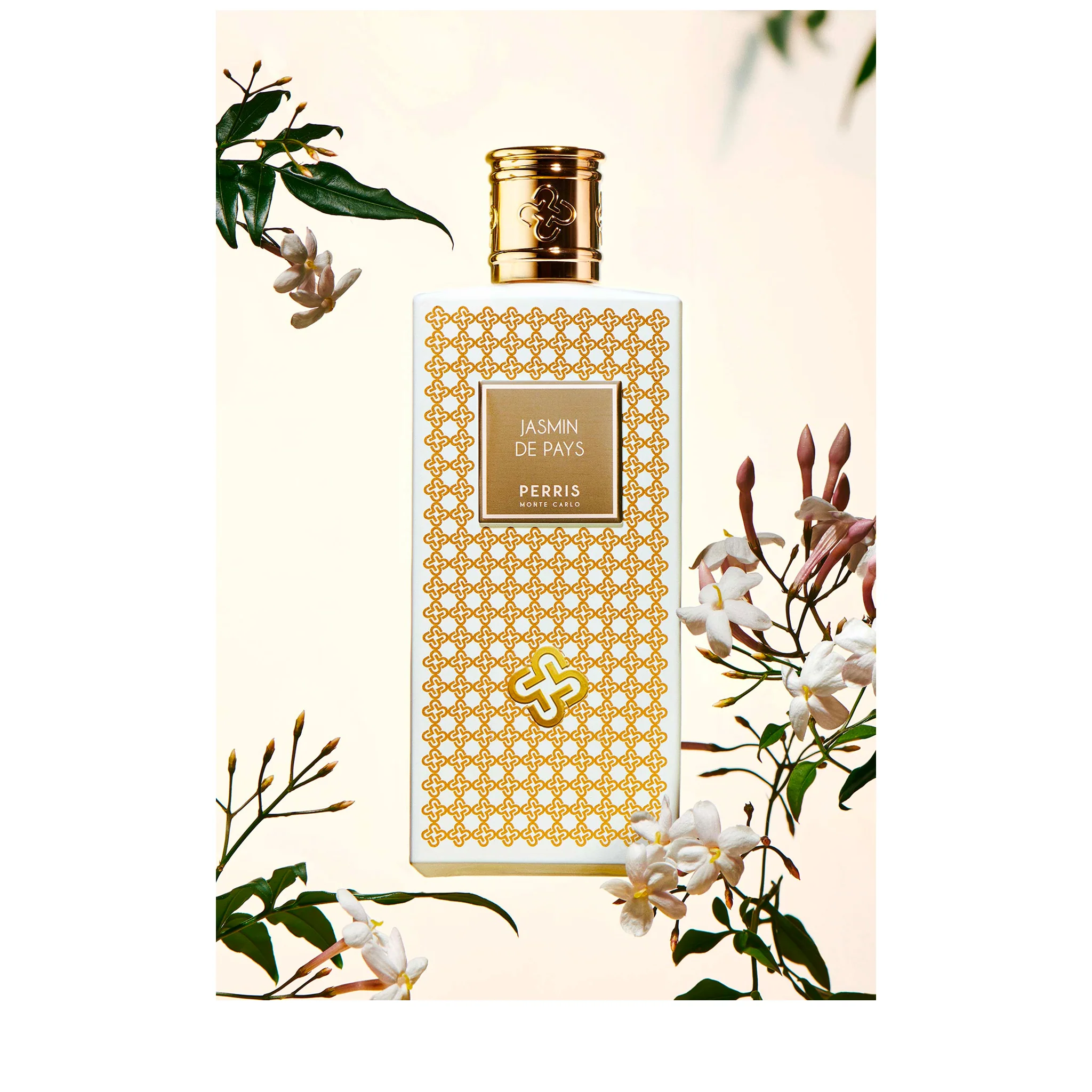Jasmin de Pays - Perris - Image 2