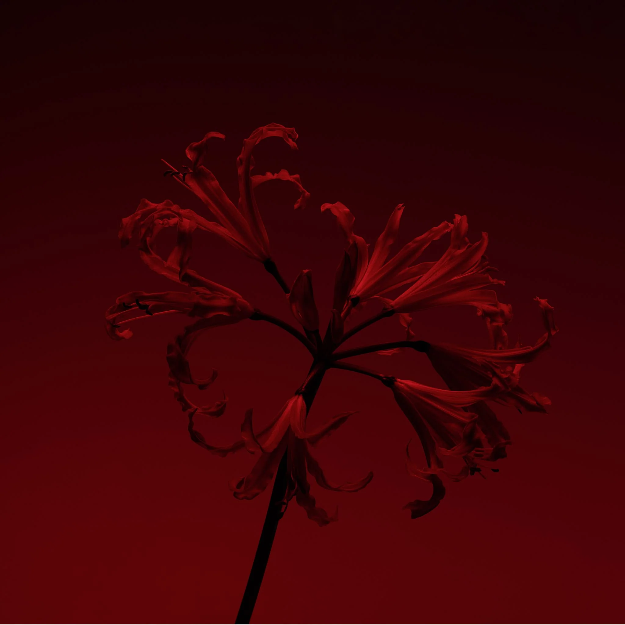 Molecule 01 + Champaca - Escentric Molecules - Image 3