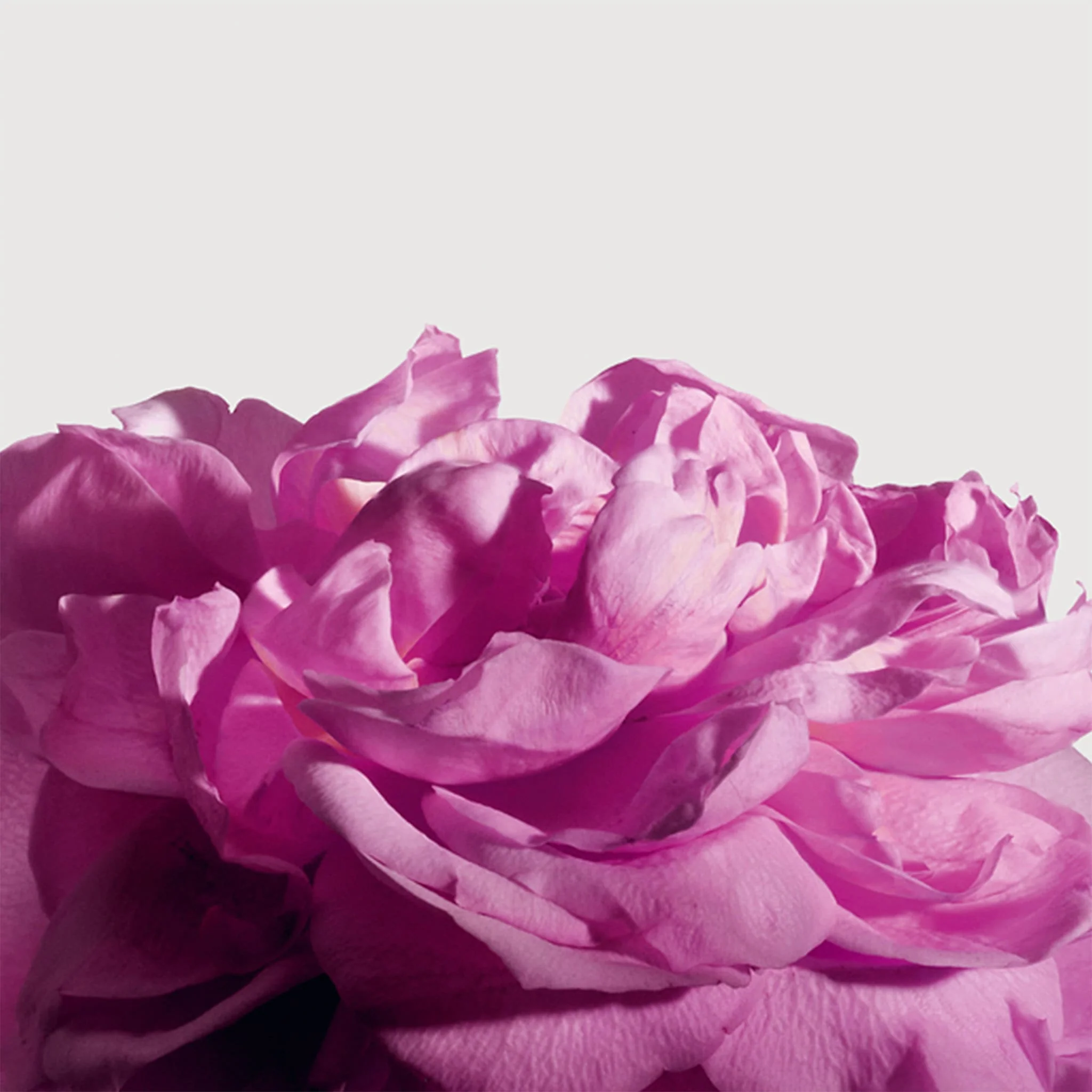 Radical Rose Extrait de Parfum - Matiere Premiere - Image 3