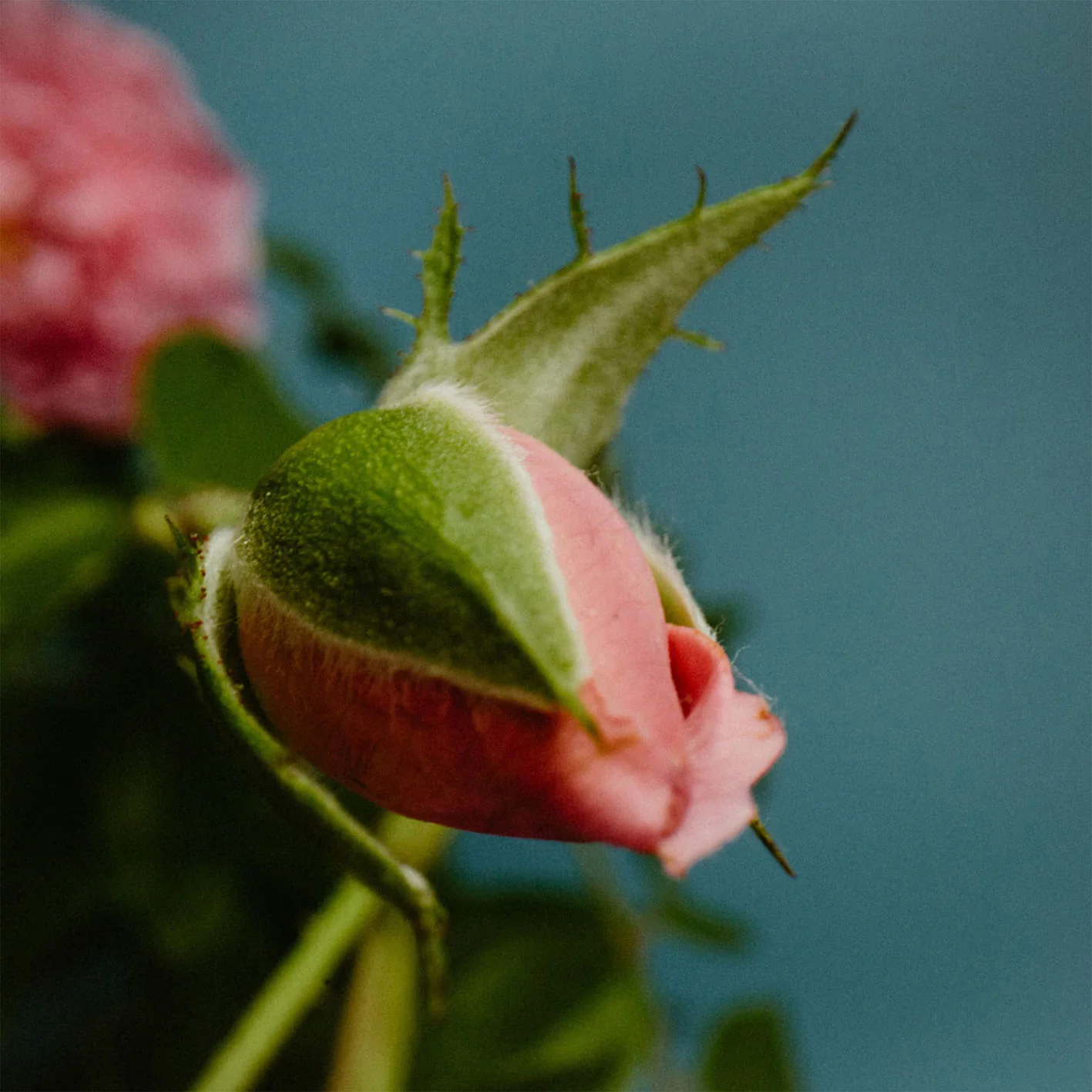 Rose With Insect - Perfumer H - Image 3